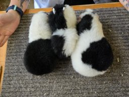 Lingener Kleintiertage November 2024